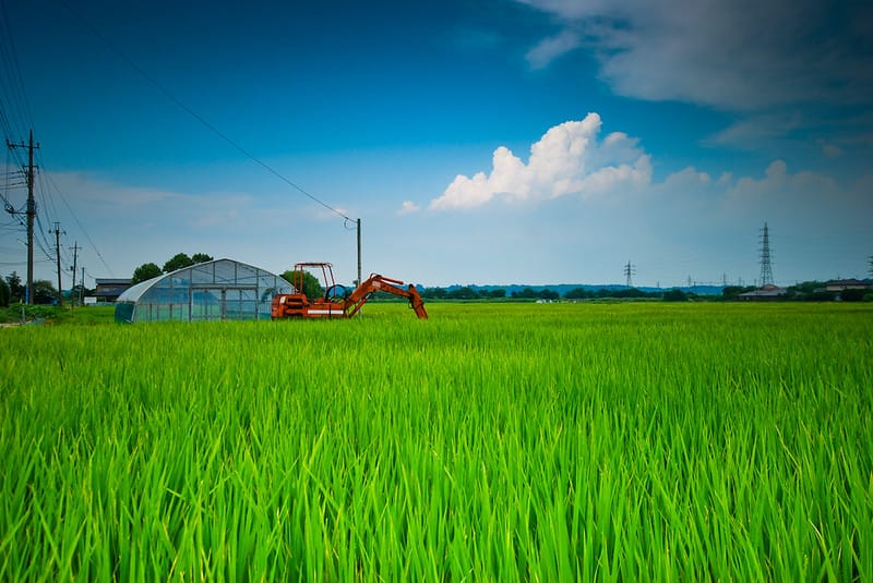 Tỷ lệ tự túc lương thực Nhật Bản giảm còn 37%, thấp xa mục tiêu 45%